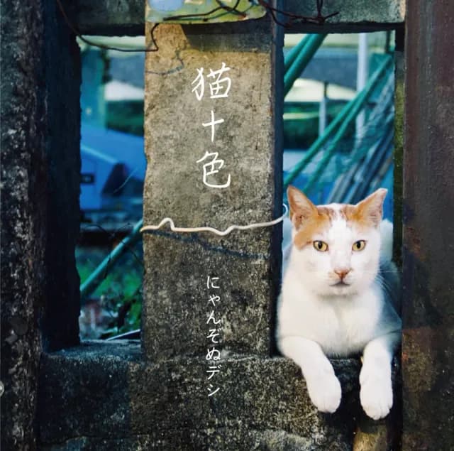 にゃんぞぬデシ|シンガーソングライター 好き?嫌い?